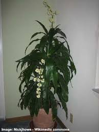 What this means depends on. Types Of Dracaena With Care Guide And Pictures Identification