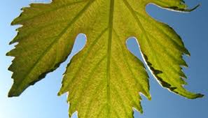 Grape Leaf Identification Garden Guides