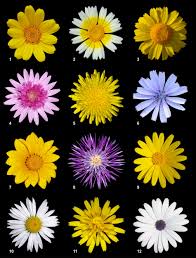 We did not find results for: Asteraceae Wikipedia