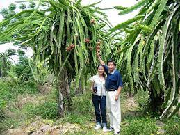 Once In A While I Pick Up Some Interesting Things For My Csa One Day In The Midst Of A Lychee Grove Dragon Fruit Plant How To Grow Dragon Fruit Dragon