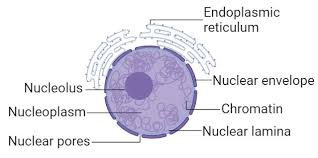 Check spelling or type a new query. The Structure And Function Of Nucleus In 2021 Structure And Function Nuclear Membrane Animal Cell