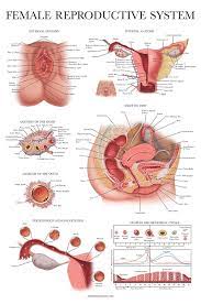 Female human anatomy vector diagram. Laminated Female Reproductive System Anatomical Chart Female Anatomy Poster 18 X 27 Amazon Com Industrial Scientific