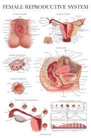 This diagram depicts internal female anatomy pictures. Laminated Female Reproductive System Anatomical Chart Female Anatomy Poster 18 X 27 Amazon Com Industrial Scientific