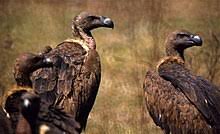Of them, nine are found in nepal with four in jajarkot alone. White Rumped Vulture Wikipedia