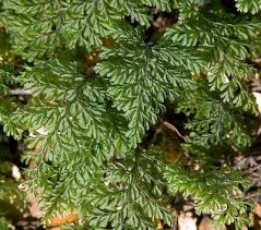 Image result for Hymenophyllum splendidum