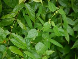 Image result for Triumfetta annua