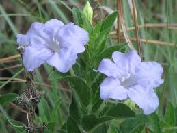 Image result for Ruellia praetermissa