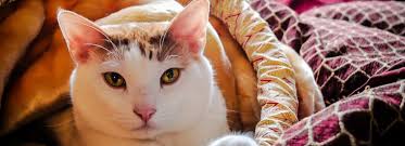 The neurologist is often the primary doctor but also serves as a consultant to other doctors and may provide all levels of care, including the continuing care of outpatients and inpatients. Top Rated Local Veterinarians Animal Hospital Of Springfield