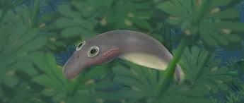 Image result for Dignathia