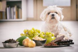 Auch koffein ist dabei hochgradig giftig für die tiere, da durch die unfähigkeit, diesen inhaltsstoff zu viele hundebesitzer geben ihren liebsten gerne leber, weil sie reich an vitamin a ist und dadurch eine verlässliche nährstoffquelle bildet. Was Ist Giftig Fur Hunde Lebensmittel Und Nahrung Tierischehelden