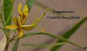 Image result for Cadaba