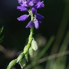 Image result for Polygala capillaris