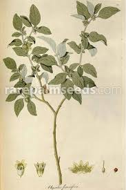 Image result for Withania somnifera