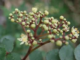 Image result for Zanthoxylum tenuipedicellatum