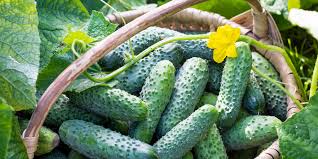 Maybe you would like to learn more about one of these? 3 Great Cucumber Plants To Grow This Year For Eating Or Pickling