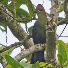 Image result for Turraea fischeri