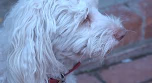 Dog Owner Video Shows Mail Carrier Routinely Pepper Spraying Dog