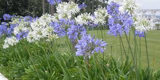 Agapanthus Vibrant Colourful Flowers And Shiny Green Leaves Can Really Brighten Up Your Garden Read Bunnings Agapanthus Agapanthus Agapanthus Plant Plants