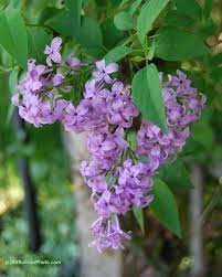 Purple Lilac Syringa Sp Photographed In Colorado By B N Sullivan Purple Lilac Lilac Pretty Flowers