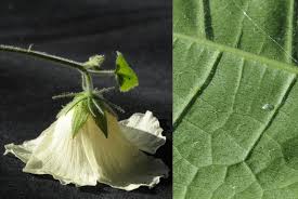 Image result for Hibiscus vitifolius