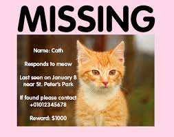 Tales of cats missing for long periods of time or turning up in strange places happen more often than you think, but when they are found and returned to their families, it's petrillo buried a cat he was sure was alfie after a car hit the cat near his home in 2009. Tips On Searching For A Missing Cat