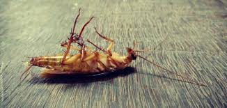 ركوب الموتوسيكل في الحلم للعزباء يشير إلى أنها ذات إرادة قوية وقادرة على اتخاذ القرارات الصحيحة وتحمل المسؤوليات الملقاة. ÙƒÙ„ Ù…Ø§ ØªØ¨Ø­Ø« Ø¹Ù†Ù‡ ÙÙŠ ØªÙØ³ÙŠØ± Ø­Ù„Ù… Ø§Ù„Ù…ÙˆØªÙˆØ³ÙŠÙƒÙ„ ÙÙŠ Ø§Ù„Ù…Ù†Ø§Ù… Ù…ÙˆÙ‚Ø¹ Ù…ØµØ±ÙŠ