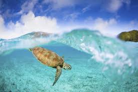 The numbers of fish and other creatures that live here have fallen drastically in recent years because of pollution. Great Barrier Reef Das Mekka Der Meeresforscher