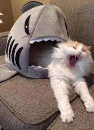 I Ve Never Seen An Act So Natural So Realistic Catbed Funny Cat Memes Funny Cat Compilation Funny Animal Memes