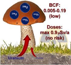 This toxicity can be caused by breathing air containing uranium dusts or by eating substances containing uranium, which then enters the bloodstream. Uranium 234u 238u And Thorium 230th 232th In Mushrooms Of Genus Leccinum And Leccinellum And The Potential Effective Ionizing Radiation Dose Assessment For Human Sciencedirect