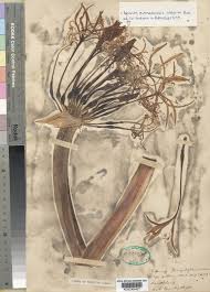 Image result for Crinum buphanoides