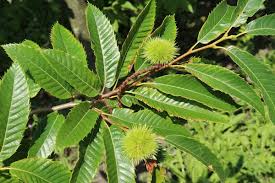 Check spelling or type a new query. Sweet Chestnuts Fruit Trees Plants