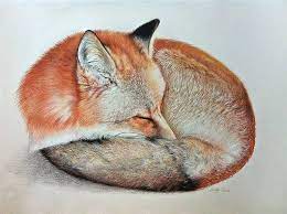 Learn how to paint a sleeping fox in this easy step by step tutorial with artist harriet muller. Sleeping Fox Drawing By Carla Grace Saatchi Art