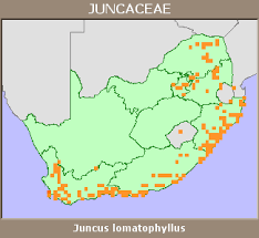 Image result for Juncus lomatophyllus