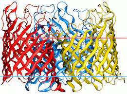 Gram negatif bakterilerde, küçük kutuplu moleküllerin zardan içeri geçmesini sağlayan, dış lipopolisakkaritler arasındaki bir protein. General Bacterial Porin Family Wikipedia