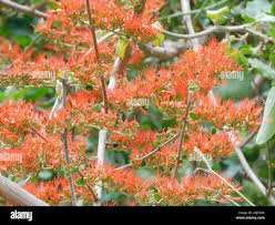 Image result for Combretum microphyllum