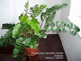 Zamioculcas