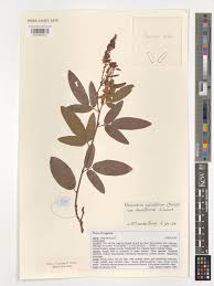 Image result for Pleurolobus