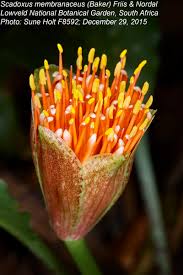 Image result for Scadoxus membranaceus