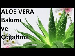 Aloe Vera Bakimi Ve Cogaltma Youtube 2020 Aloe Orkideler Dekorasyon Fikirleri
