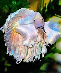 one of the most beautiful betta i ve ever seen fish pet fish betta fish beautiful sea creatures