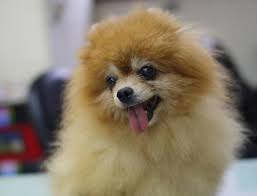 33 Things You Didn T Know About The Movie Titanic Silly Animals Dogs Puppies