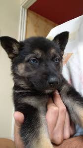 Husky mix gsd for sale $500 (sfo > santa cruz). Pin On Puppies