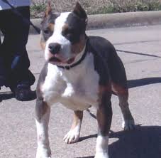 We did not find results for: American Pit Bull Terrier Color Chart American Dog Breeders Assoc