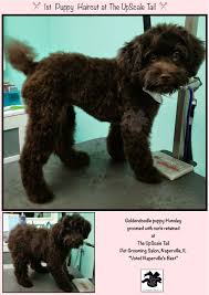 Super Cute Hunsley In A Don T Poodle My Doodle Haircut Pet Grooming Salon Pet Grooming Grooming Salon