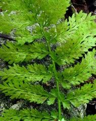 Image result for Vittaria reekmansii