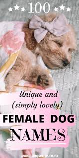 100 Gorgeous Girl Dog Names Dog Girl Gorgeous Names 100 Gorgeous Girl Dog Names Yashwanth Shiva In 2020 Girl Dog Names Cute Girl Dog Names Puppies Names Female