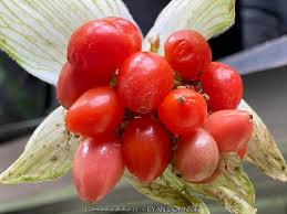 Image result for Haemanthus montanus