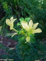 Image result for Barleria rotundifolia