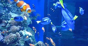 Aquarium Of The Pacific Discount Tickets Save 17 00 Long Beach Aquarium Kids Things To Do Family Friendly Activities