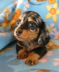 We Are Best Reliable And Suppliers Of Puppies Worldwide Our Shipping And Delivery Is 100 Safe And Convenien Dachshund Breed Daschund Puppies Dapple Dachshund